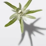 Edelweiss-Flower